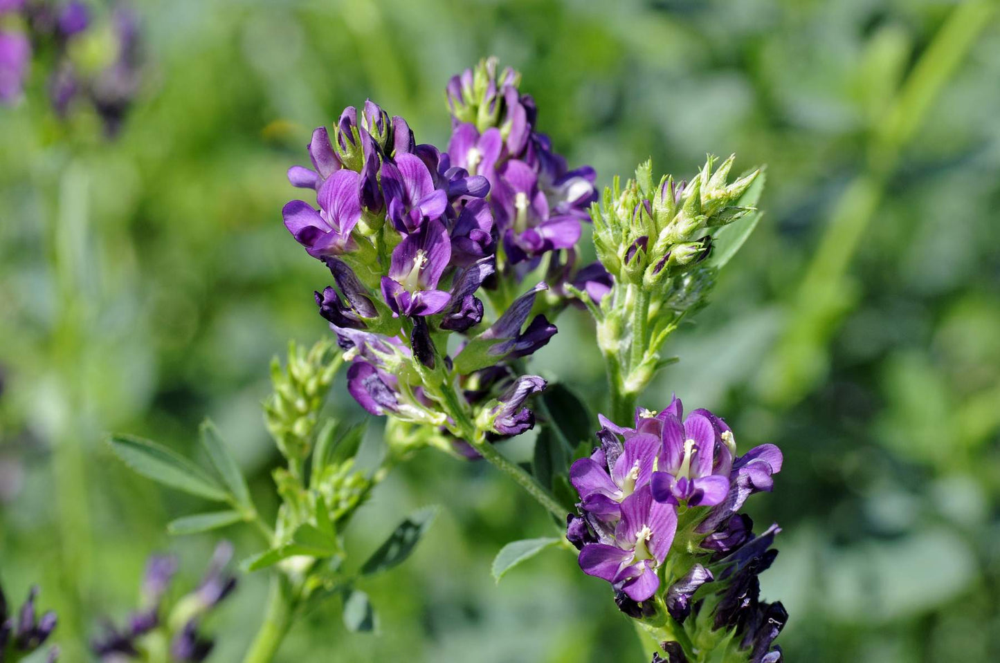 MIELE DI ERBA MEDICA